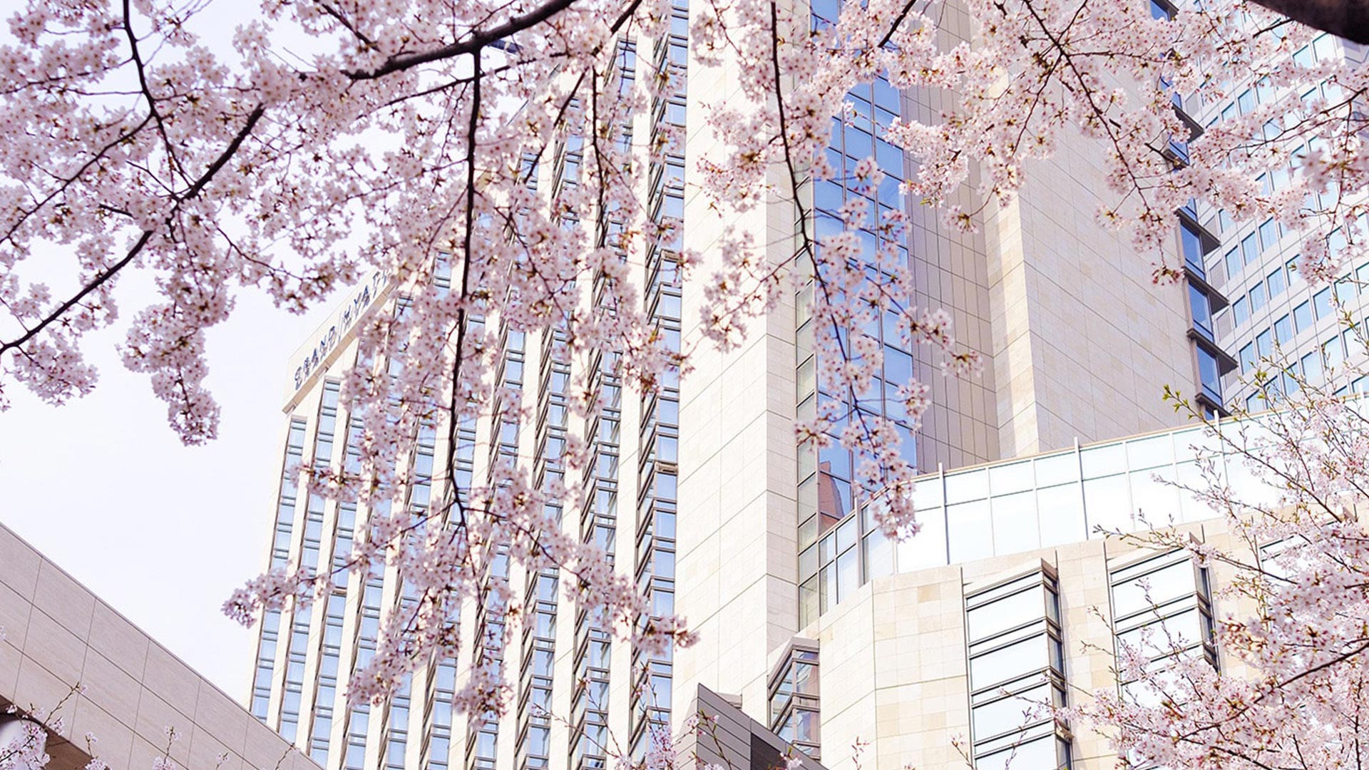 【桜セール】最大45％オフ！春の桜タイムセール開催中～16種類のセミブッフェや鉄板焼ディナーも～