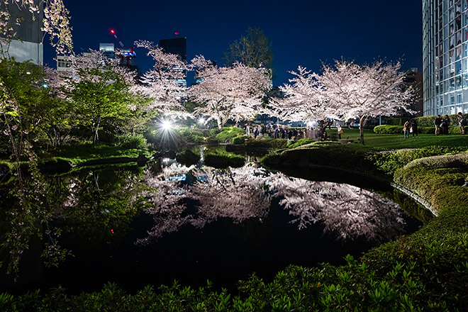 桜のライトアップ 22 六本木ヒルズ Roppongi Hills