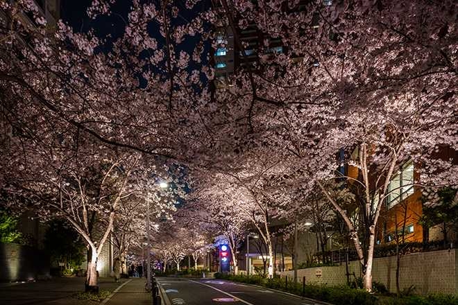 桜のライトアップ 22 六本木ヒルズ Roppongi Hills