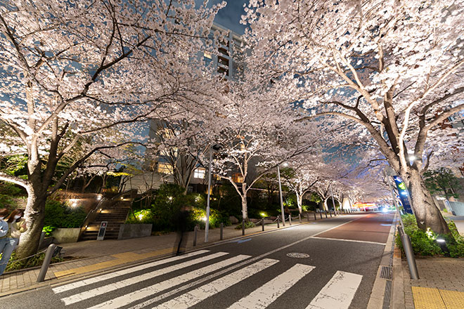 Roppongi Sakurazaka