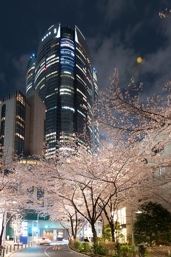 Collaboration of rows of cherry blossoms with Roppongi Hills Mori Tower