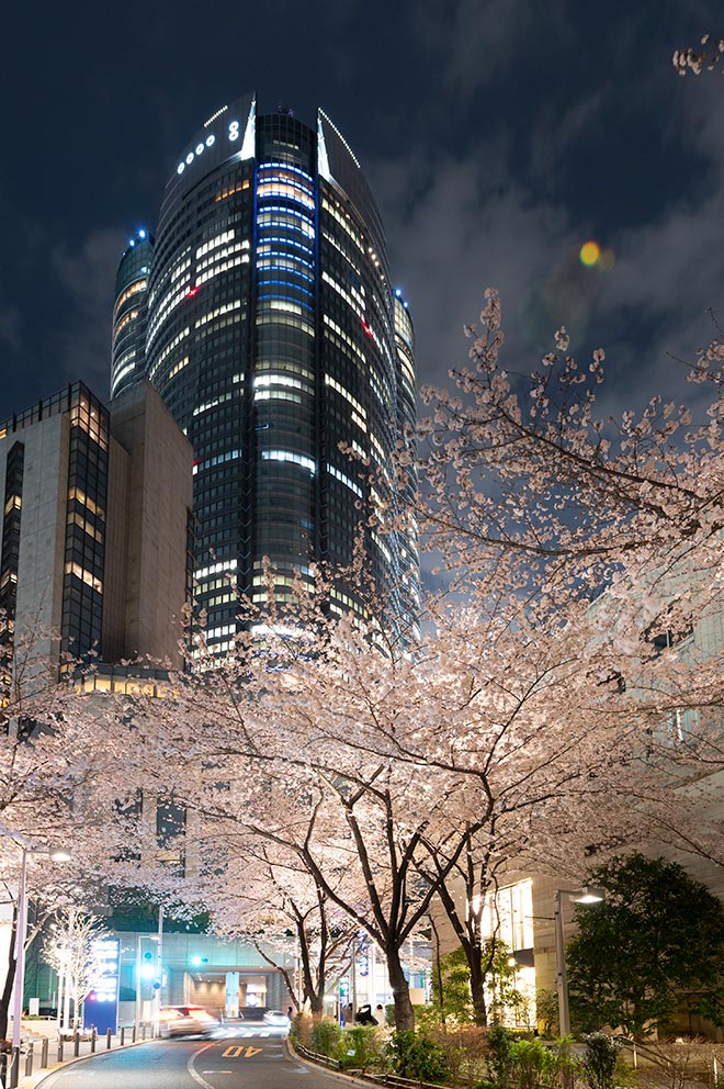 Roppongi Hills Mori Tower와 벚꽃길의 협업