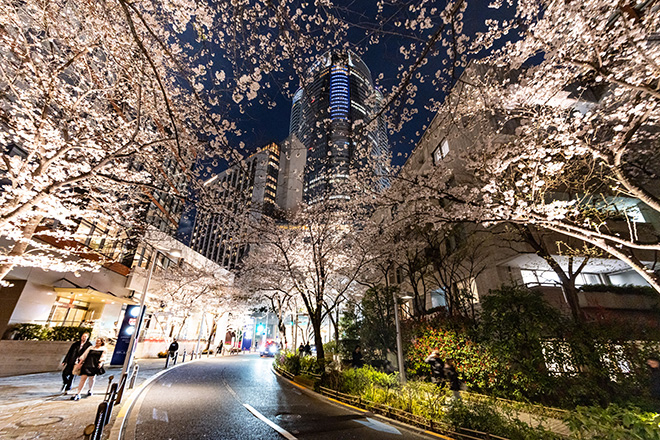 六本木さくら坂