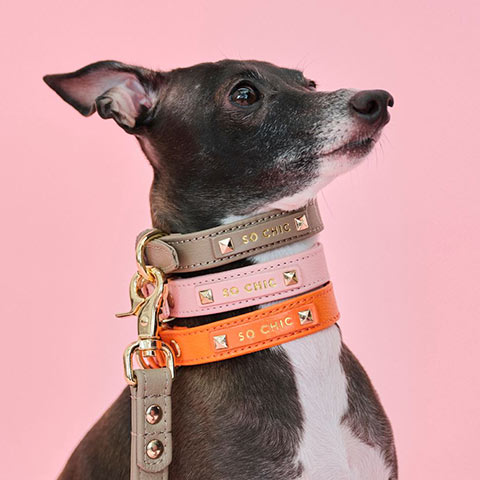 PET SO CHIC